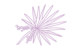 palmpink.png palmpink.png