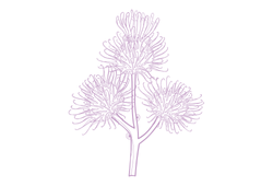 reppink.png reppink.png